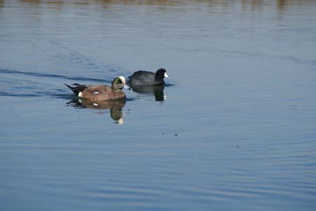 AmericanWidgeon