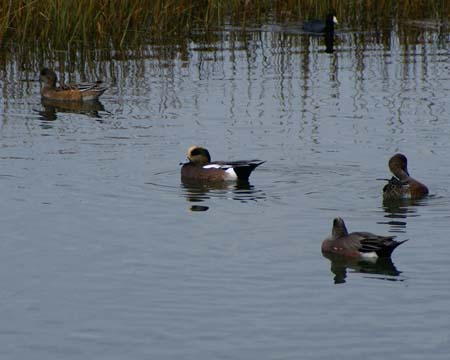 AmericanWidgeon00069