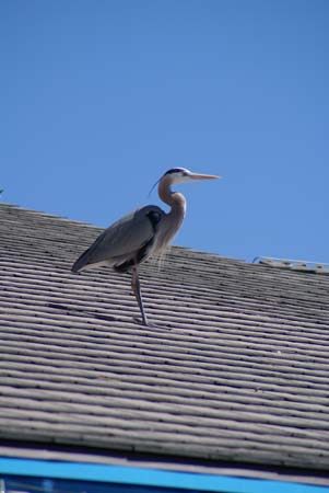 BlueHeron