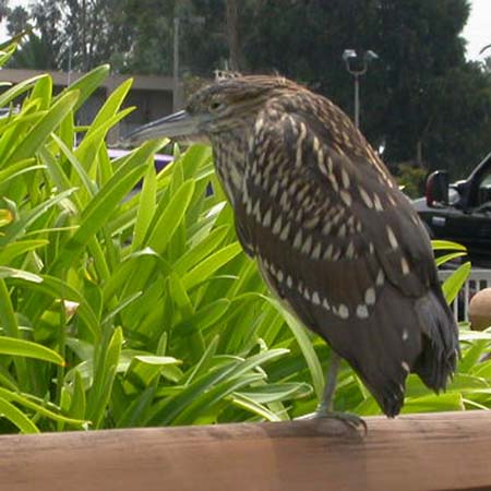 GreenHeron_NewportDunes200609