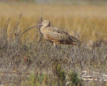 LongBilledCurlew00067