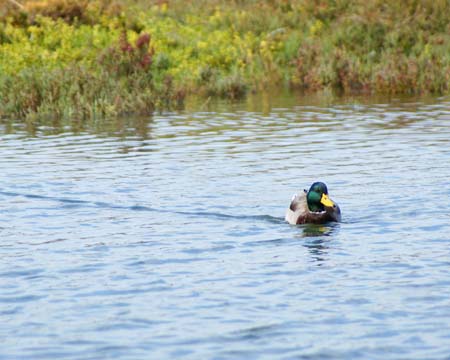 Mallard00057
