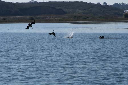 PelicanDiveParty