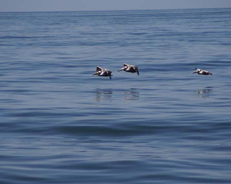 PelicanFlightTrio_045