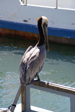 PelicanPost