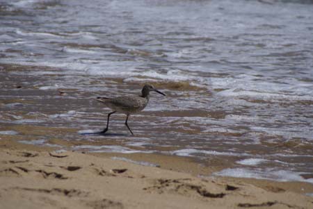 SandPiper010