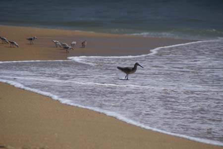 SandPiperwithSanderlings