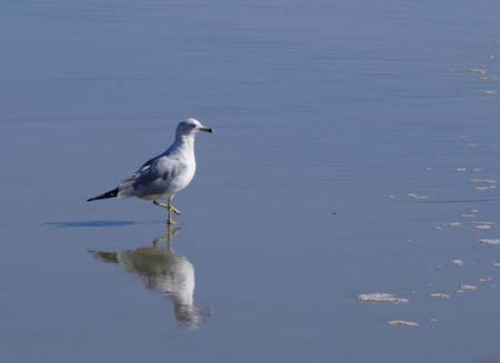 SeaGullReflecting