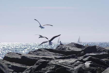 SeaGullsInFlight