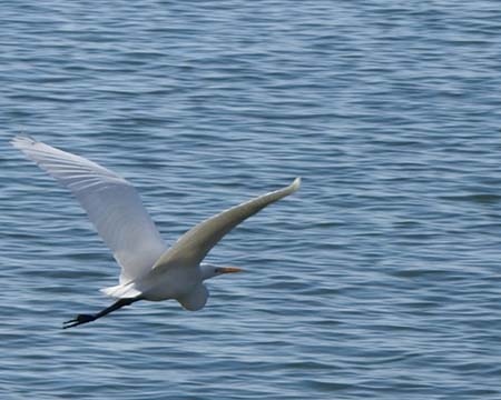 SnowyEgretInFlight