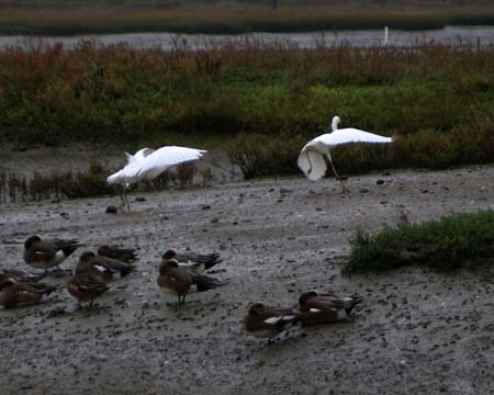 SnowyEgretsChase00136