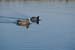 AmericanWidgeon