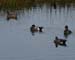 AmericanWidgeon00069