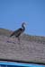 BlueHeron