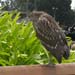 GreenHeron_NewportDunes200609