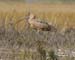 LongBilledCurlew00067