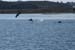 PelicanDiveParty