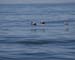 PelicanFlightTrio_045