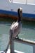 PelicanPost