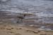 SandPiper010