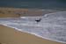 SandPiperwithSanderlings
