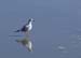 SeaGullReflecting