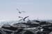 SeaGullsInFlight