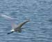 SnowyEgretInFlight